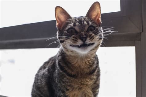 15 Pets That Sure Look Like Theyre Smiling Mnn Mother