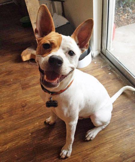 English and french bulldogs may require medication, special diets, and even surgery to eliminate the chronic health problems caused by the shortened skull. Auggie the Basenji / Jack Russell Terrier Mix | Beautiful ...