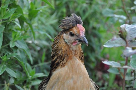 15 Most Fluffy Chicken Breeds Eco Peanut