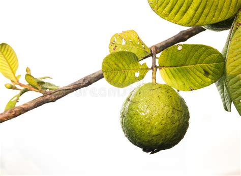 Isolate guava stock photo. Image of diet, leaves, health - 25563666