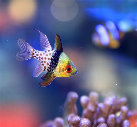 28 Best Images About Colorful Tropical Fish On Pinterest