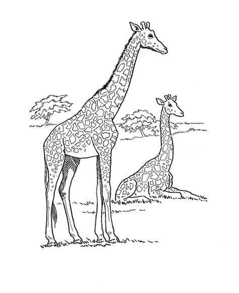 Giraffe Coloring Pages Animal Pictures