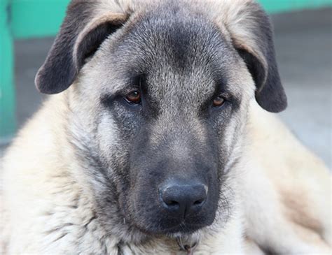 Weight management is important to the quality of life and life expectancy of your dog. LIFE SPAN OF DOGO ARGENTINO