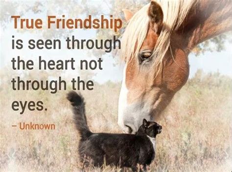 True Friendship Unlikely Animal Friends Animals Friends Animals