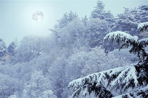 Winter Snowy Landscape In Evening With Full Moon And Fir Tree Stock