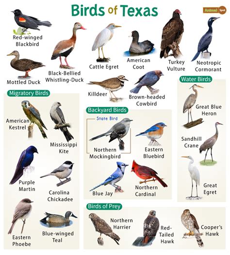 Texas Backyard Birds Of Texas Field Guide Print Bird Art Print Poster