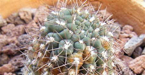 The best part about using these traps is that you don't have to be there to constantly monitor them. How is rust treated in succulents? - Only Cactuses