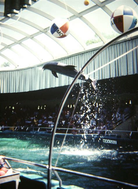 Brookfield Zoo Dolphin Brookfield Zoo Chicago Illinois Flickr