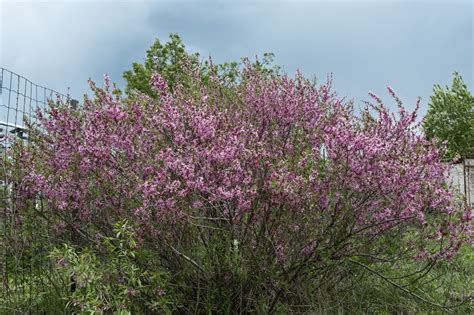 Put on a beauteous show in the garden with a landscape tree awash in flowers — just do your homework first. Zone 5 Flowering Shrubs - Choosing Ornamental Shrubs For ...