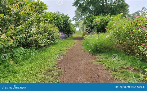 Secrets Path On The Garden Stock Photo Image Of Soil 170788748