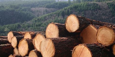 Timber, a term common in the united kingdom and australia for unprocessed wood (the term lumber is common in the usa and canada). Why Sustainability is Important to the Timber Industry | Savvy Rest