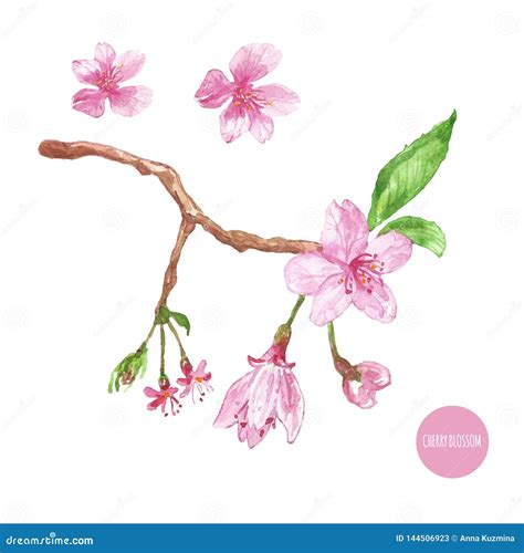 Watercolor Cherry Blossom Illustration Hand Painted Sakura Tree Branch With Pink Flowers Buds