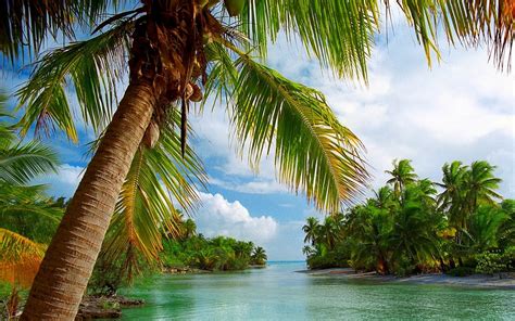 Beach Tropical Summer Sea Nature Island Palm Trees Landscape Clouds French Polynesia