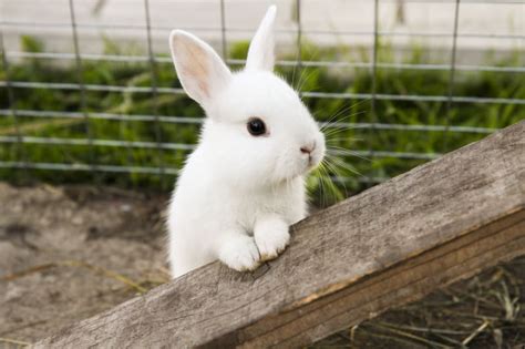 Are Rabbits Rodents Providence Animal Hospital Charlotte Vet