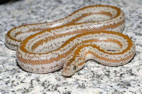Discover The Largest Rosy Boa Ever Recorded