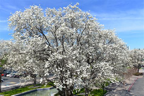 White Blossoms Of Flowering Pear Tree Pyrus Calleryana In Zone 9b