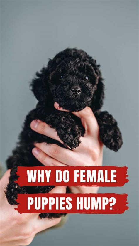 Why Do Female Puppies Hump 6 Very Important Reasons Dog Fluffy