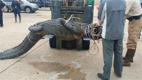 Watch As 800 Pound Alligator Topples Professional Hunter Nbc News