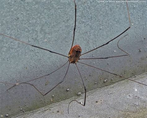 Talstar p professional is used often outside for flea control and mole cricket control. Daddy Long-Legs Spider (Harvestman) Are Daddy Long Legs Poisonous? | Do My Own Pest Control