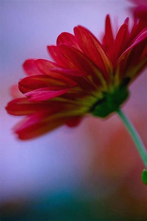 Hd Flower Cell Phone Wallpaper For Iphone Wallpapers