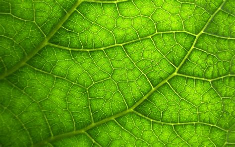2560x1600 Leaf Macro Veins Wallpaper