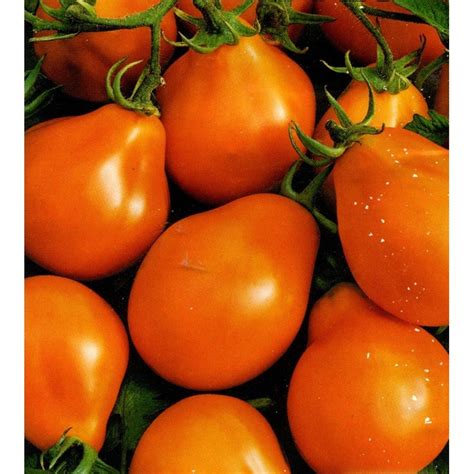 Tomato Orange Pear Heirloom Seeds Non Gmo For Planting Etsy