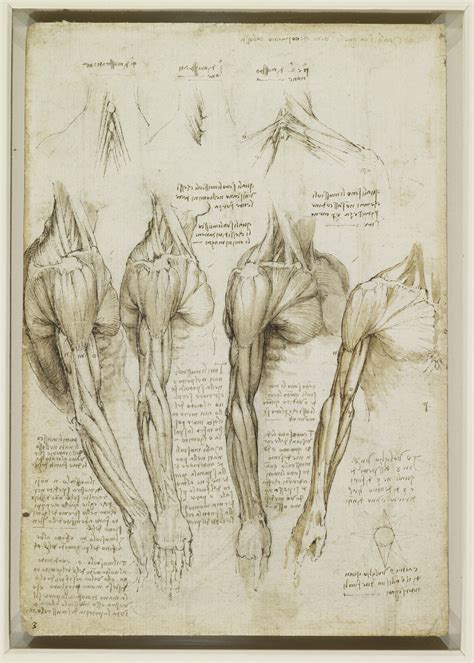 Leonardo Da Vinci Anatomy References 3dart