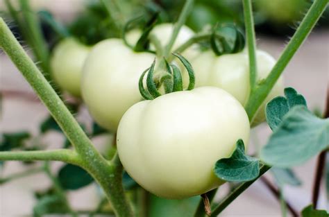 Great White Tomato Seeds Heirloom Hometown Seeds