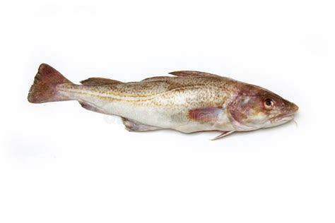 Whole Cod Fish Stock Photo Image 51781854