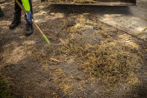 Dead Grass Repair What To Do To Fix Your Lawn In Orlando Fl