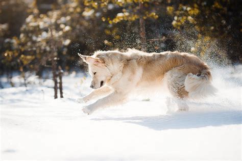 Winterspaß Mit Deinem Hund Im Schnee Tractive