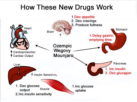 Mechanism Of Semaglutide Ozempic Wegovy For Weight Loss Page My XXX