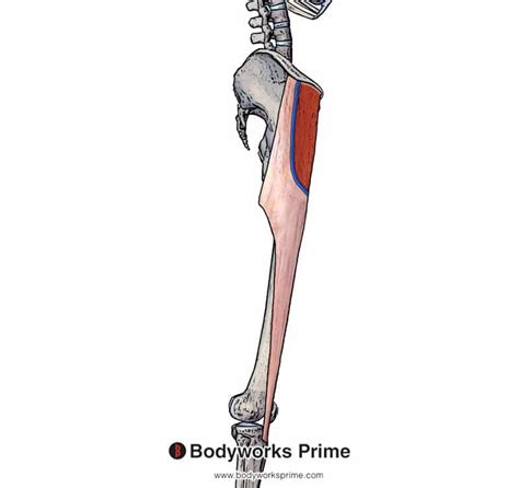 Tensor Fasciae Latae Tfl Muscle Anatomy Bodyworks Prime