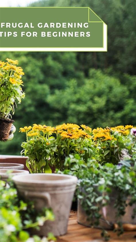 Frugal Gardening Tips For Beginners Gardening For Beginners Frugal