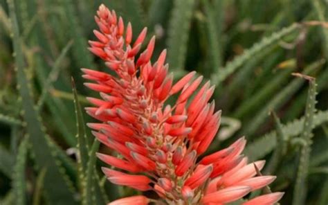 Aloe Safari Sunrise Pp23267 1 Gallon Groundcover Perennial