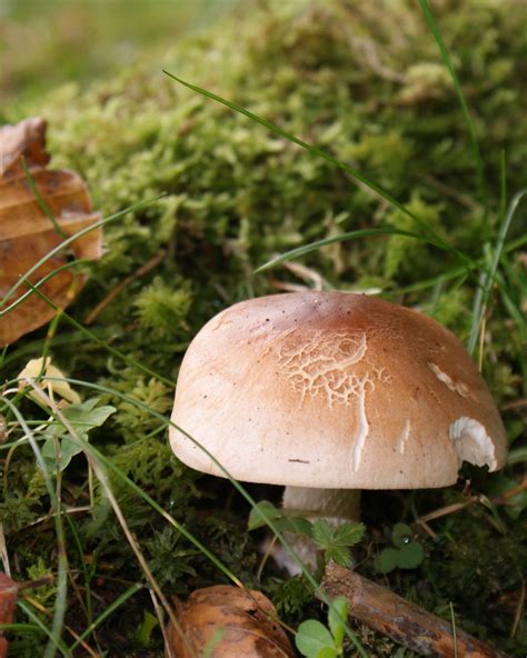 Free Images Nature Fauna Fungus Mushrooms Woodland Agaric