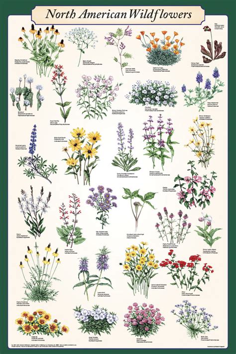 Feenixx Publishing North American Wildflower Identification Educational