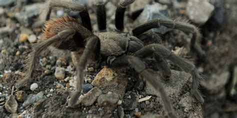 Just In Time For Halloween Tarantulas On The March