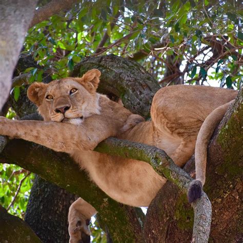 A Lion Relaxing In A Tree On And Amazing Safari With Bushtracks
