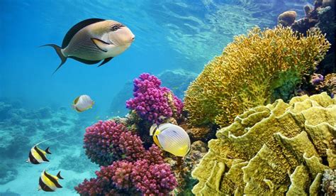 Plants And Animals Found In Coral Reef Ecosystems Coral Reef
