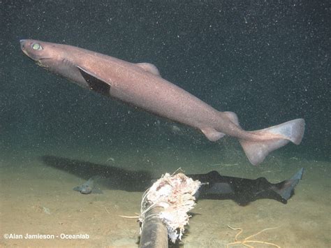 Deepwater Dogfish Shark Deep Water Chain Dog Shark The Dumb Gulper