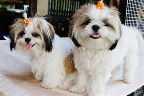 Funny Shih Tzu Cute Puppies Wallpaper And Pictures