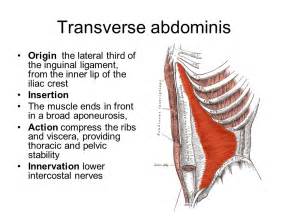 Transverse Abdominis Action Miccass Physical Therapy Upper West Side
