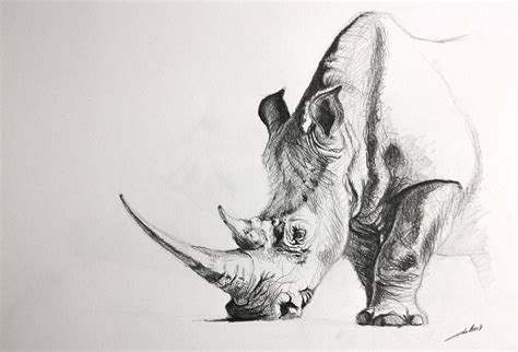 Dessin Rhinoceros On Behance
