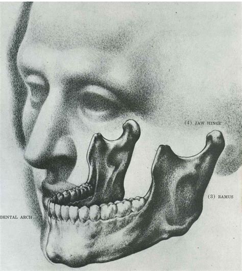 Forms Of Skull Drawing The Human Head Joshua Nava Arts