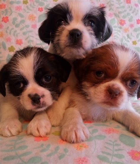 Michigan puppy's website is excellent! Shorkie Puppies Sale | Clio Road, MI #8002 | Hoobly.US