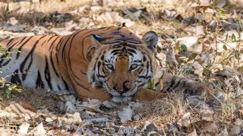 Tigress Rika Gives Birth To Three Healthy Cubs At Bengal Safari Park