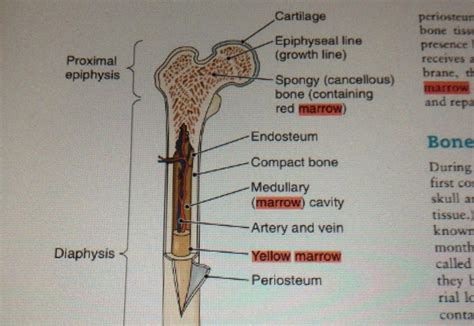 Red marrow functions in the. Exercise 9- Overview of Skeleton at Trinity Tarrant County ...