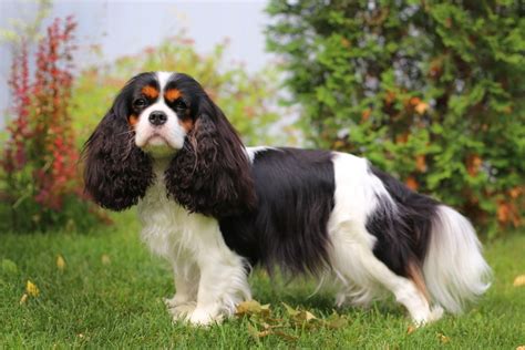 What Is National Cavalier King Charles Spaniel Day And When Is It Pet This And That
