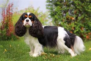 National Cavalier King Charles Spaniel Day 2024 When It Is Fun Facts